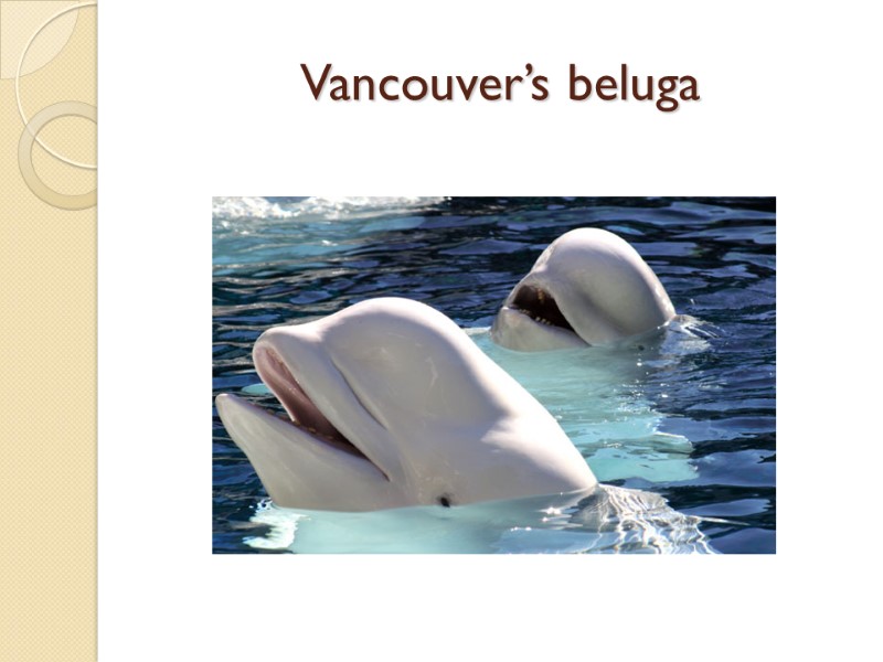 Vancouver’s beluga
